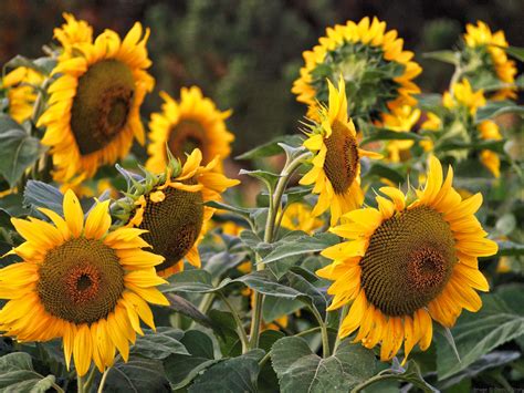 Sunflowers at Sunset - The Digital Story