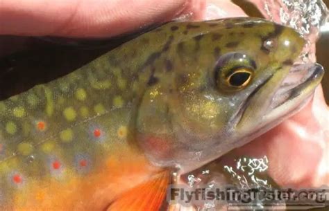 Brown Trout vs Brook Trout - How To Tell The Difference | Troutster.com ...