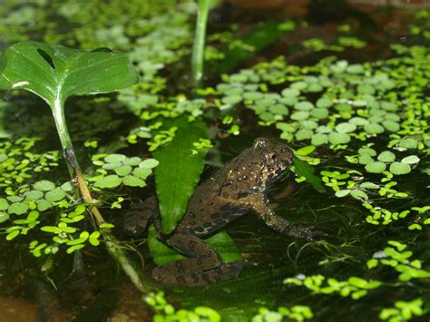 Fire-bellied Toad (Bombina orientalis) Care Sheet >> Amphibian Care