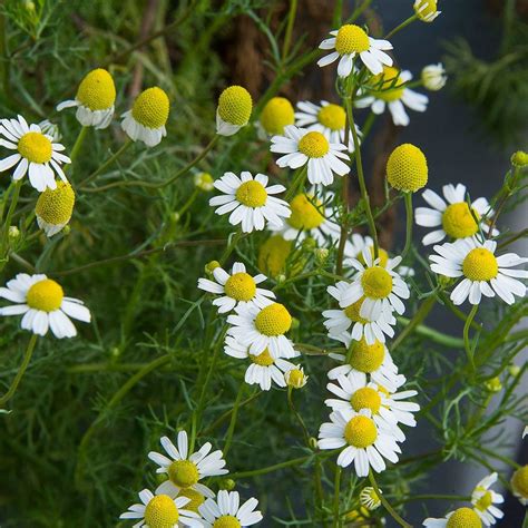 German Chamomile (Matricaria recutita) | Herb garden, Chamomile plant, Herb garden design