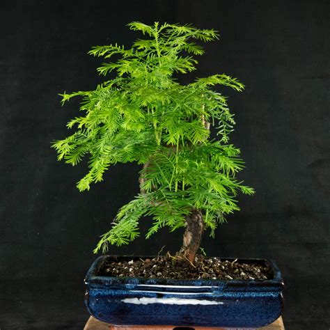 Bonsai Seeds Dawn Redwood Bonsai Tree, Easy to Grow Your Own, Office ...