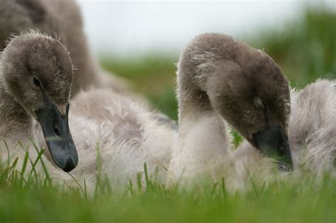 Cygnets Birds Animals - Free photo on Pixabay - Pixabay