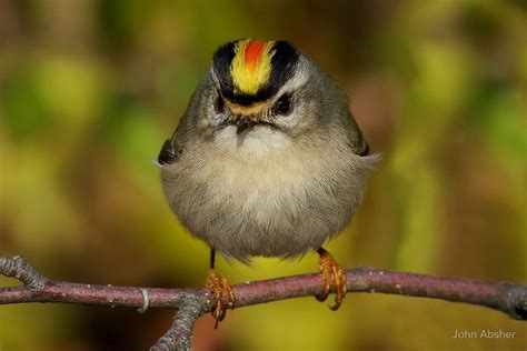 Golden-crowned Kinglet -- John Absher Photography -- http://www.redbubble.com/people/papajohn ...