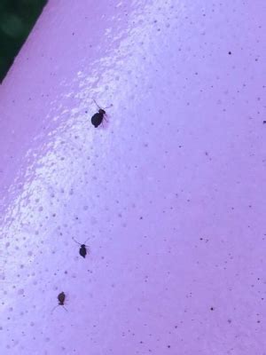 Tiny Black Bugs In House That Jump | Psoriasisguru.com