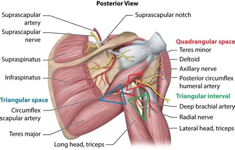 Pin on Axillary nerve