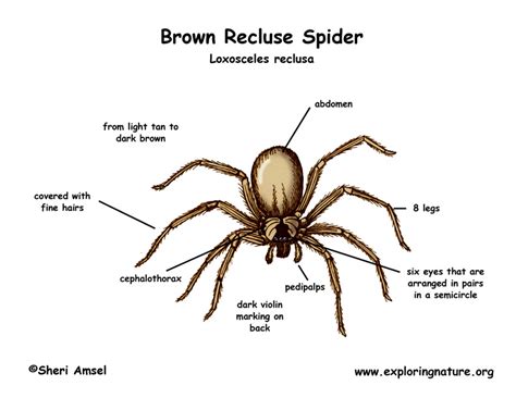 Spider (Brown Recluse)