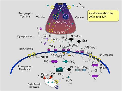 PPT - Postsynaptic Membrane PowerPoint Presentation, free download - ID:5028100