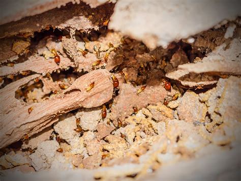 10 Signs Your New House Has Termite Damage - Action Inspections