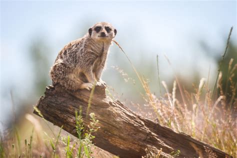 VIDEO: Meet the residents of Fife Zoo as site prepares to welcome public through its doors