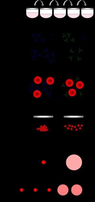 6 Steps in a hemagglutination inhibition reaction. The antibodies on ...