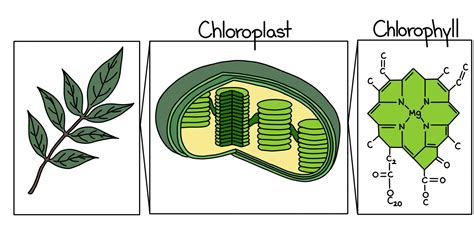 Describe How Plants Use Chlorophyll for Photosynthesis