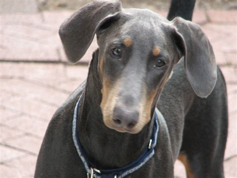 File:Doberman Pinscher blue portrait.jpg