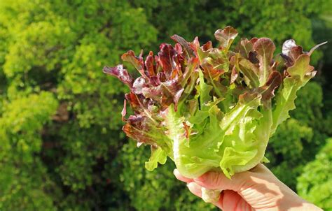 Red Sails Lettuce: How to Plant, Grow, and Eat This Wonderful Leafy ...