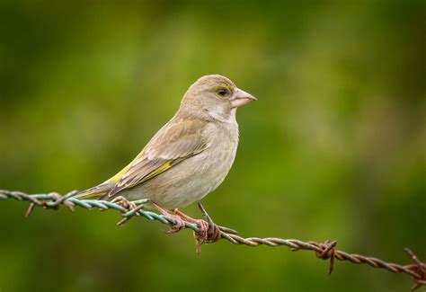 Greenfinch | European greenfinch (Chloris chloris) female pe… | Flickr