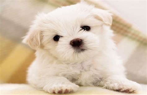 10 Small Dog Breeds That Are The Cutest Little Fluffballs, 41% OFF