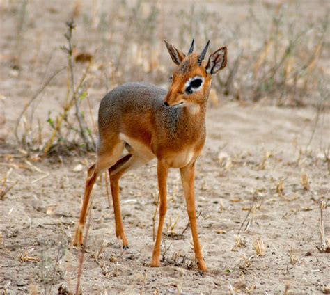 Le dik-dik de Kirk (Madoqua kirki) est un mammifère de la famille des ...