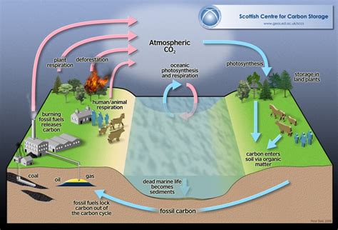 CHEMICAL LIFE: THE CARBON DIOXIDE CYCLE