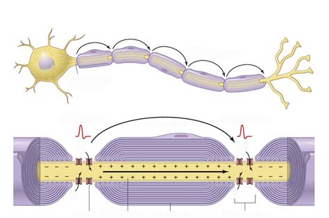 Saltatory conduction in Myelinated fibers diagram Diagram | Quizlet