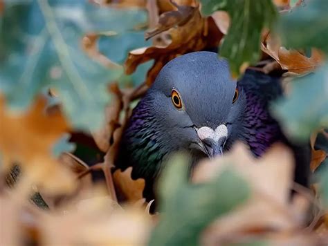 The Enduring Role of Spy Pigeons: Espionage to Security and Conservation