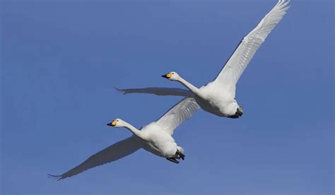 Do Swans Fly? Flight, Migration, and Pinioning Explained - Exploration ...