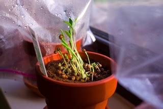 How to grow the best herbs indoors | Herbs at Home