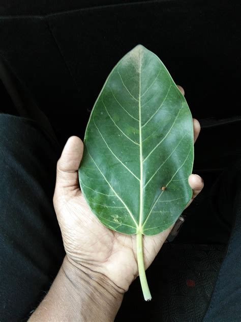 Banyan (Ficus benghalensis) | Feedipedia