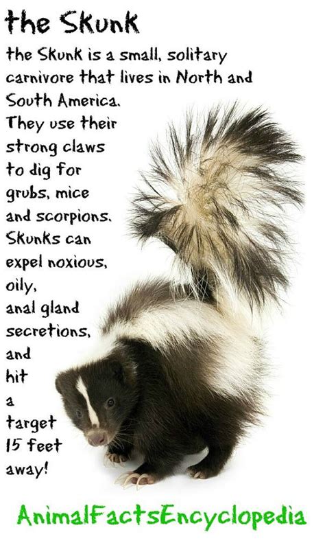 Skunk Facts - Animal Facts Encyclopedia | Skunk facts, Animal facts, Skunk