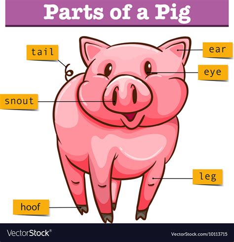 Diagram showing parts of pig Royalty Free Vector Image