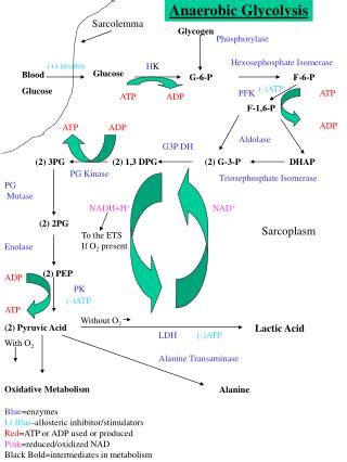 PPT - BLOOD GLUCOSE MEASUREMENT PowerPoint Presentation, free download - ID:555278