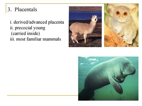 Chordates (Phylum Chordata) 1. Tunicates/Sea squirts 2. Lancelets - ppt download