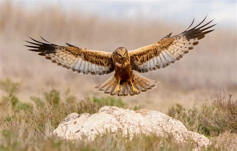 Wallpaper grass, flight, nature, stone, hawk, Buzzard, wingspan images ...