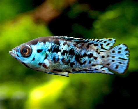 Electric Blue Jack Dempsey Cichlid (Rocio octofasciata) - Aquatic Arts