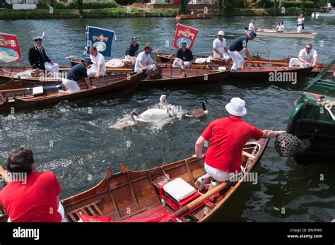 Swan Upping on River Thames: Uppers carefully surround a swan and cygnets before taking them out ...