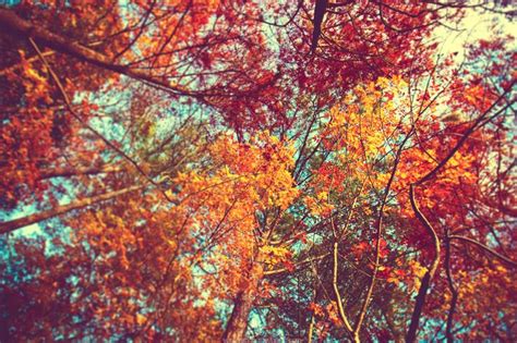 autumn leaves wallpaper by venomxbaby on DeviantArt | Autumn leaves wallpaper, Fall backgrounds ...