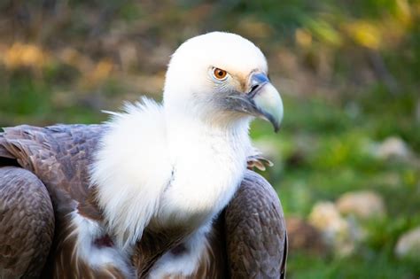 Free Photo | Closeup shot of a vulture's head with watchful eyes