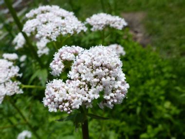 Valerian: Pictures, Flowers, Leaves & Identification | Valeriana ...