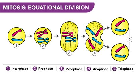 How Many Daughter Cells Are Produced In Meiosis Examples And Forms - Riset