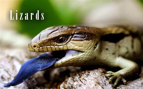 Lizards: the Secret World of Lizards | DinoAnimals.com