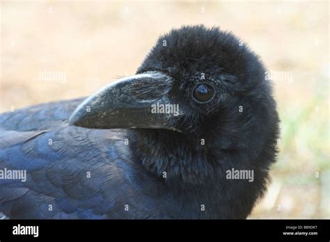 Large-billed Crow, Bird, India Stock Photo - Alamy