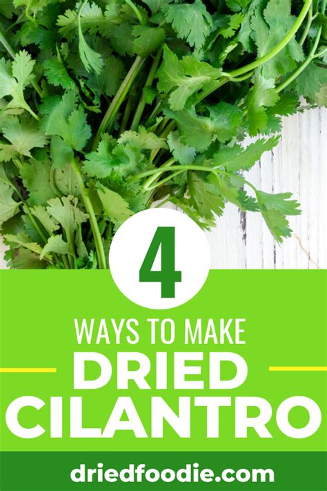 How to Dry Cilantro - Food Prep Guide - Preserving & Storing Food ...