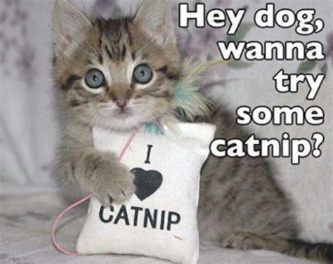 17 Best images about Cat & Catnip :)) on Pinterest | Cats, Smosh and Villas