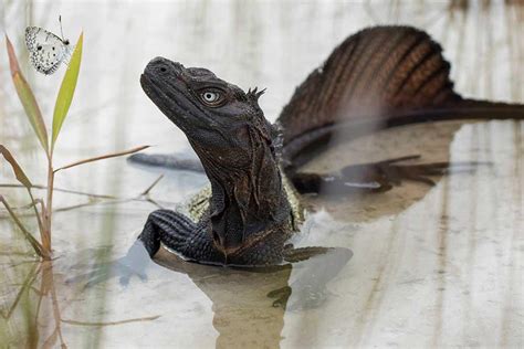 🔥Philippines sailfin lizard looking at its next meal : r/NatureIsFuckingLit