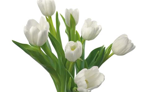 White Flower Wallpapers - Wallpaper Cave