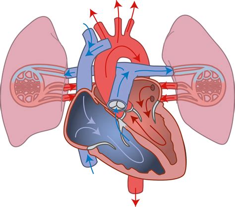 Slagter - Drawing Pulmonary and systemic circulation - no labels ...