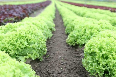 Lettuce Companion Planting Chart - Companion Planting Chart