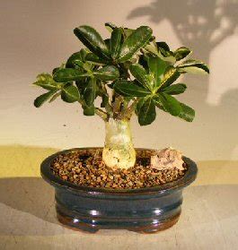 Flowering Desert Rose Bonsai Tree - Medium (Adenium Obesum)