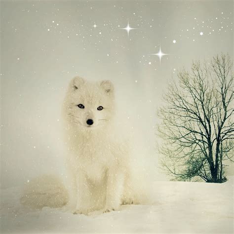 Winter Fox Wallpapers - Wallpaper Cave