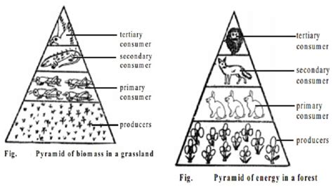 Ecological Pyramid Of Numbers