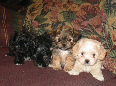 Peekapoo (Pekingese-Poodle Mix) Information, Temperament, Puppies ...