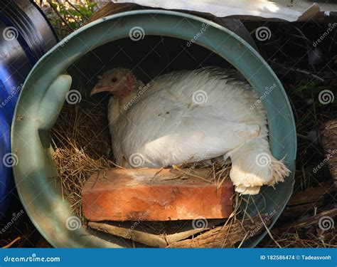 Turkey Hen Sitting on Eggs in the Nest Stock Photo - Image of rural, farmhouse: 182586474